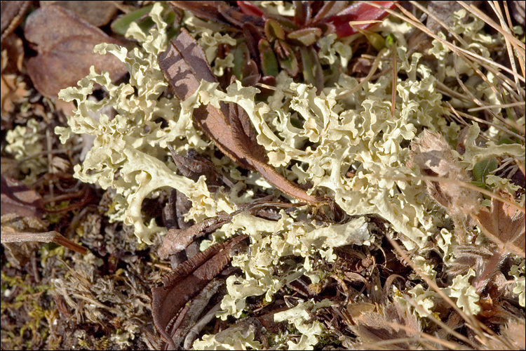 Cetraria Cucullata (Terricolous Lichens Of The Ordino Valley) · INaturalist