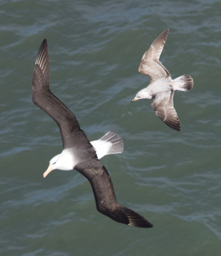 Albatros ojeroso (Thalassarche melanophris)