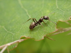 Formica lemani