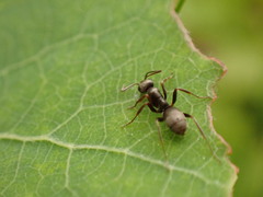 Formica lemani