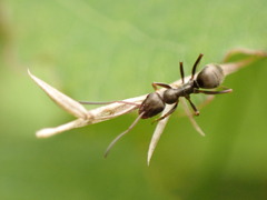 Formica lemani