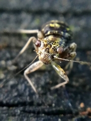 Mesopsocus immunis