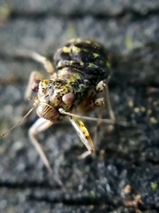 Mesopsocus immunis