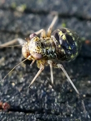 Mesopsocus immunis