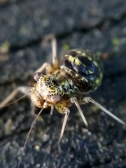 Mesopsocus immunis