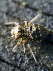 Mesopsocus immunis