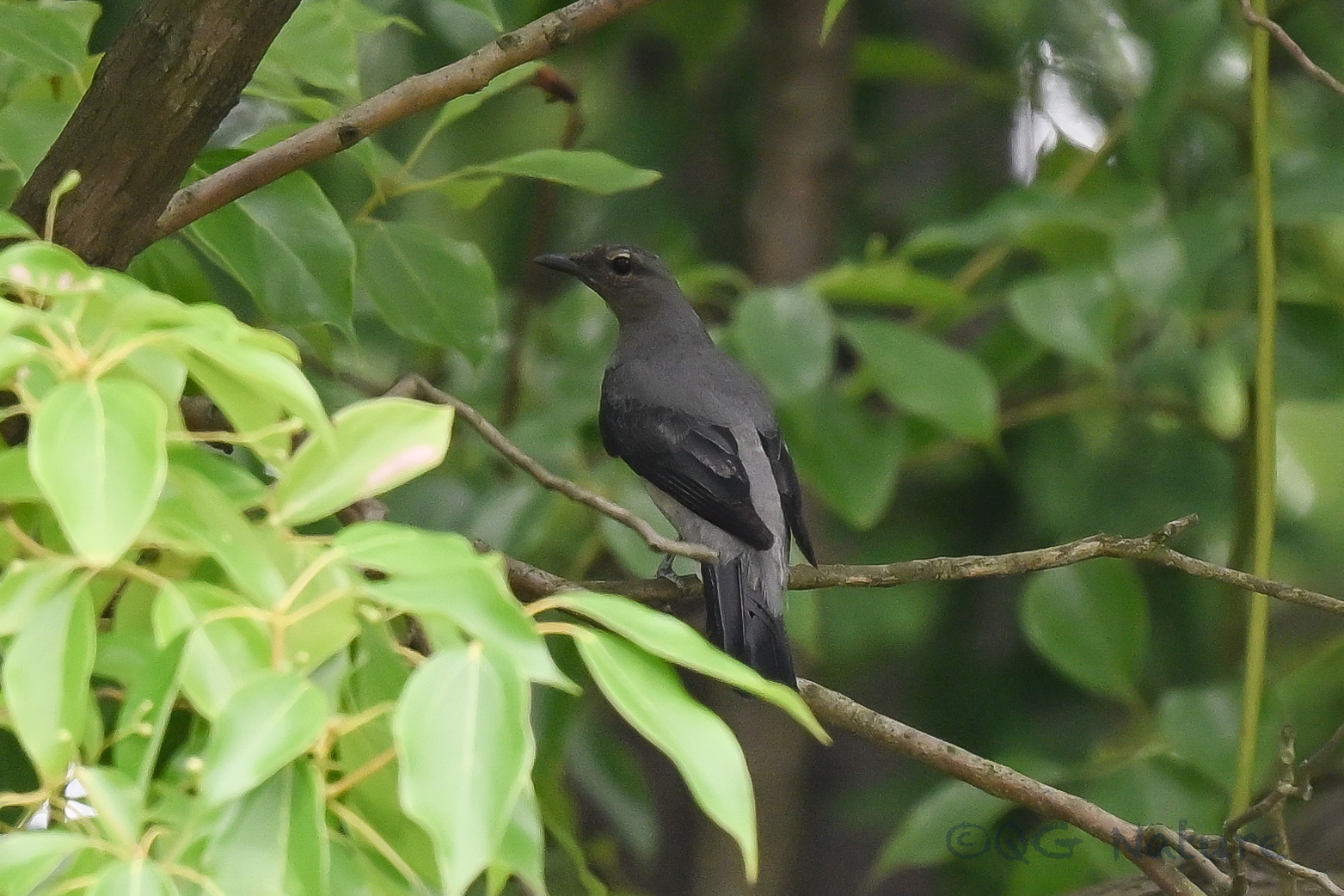 Black-winged Cuckooshrike
