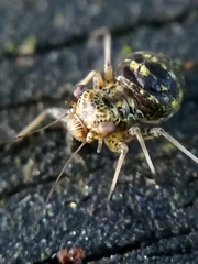 Mesopsocus immunis