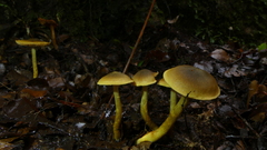 Cortinarius icterinoides