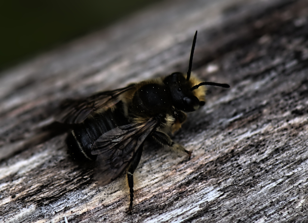 Frigid Leafcutter Bee