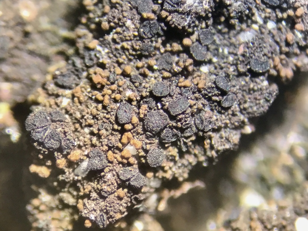 Placynthiella oligotropha