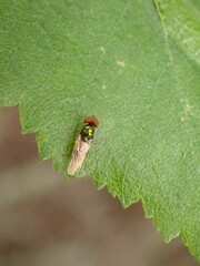 Microchrysa cyaneiventris