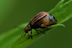 Ophraella conferta