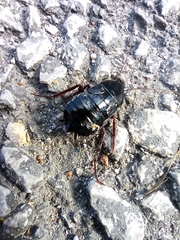 Blatta orientalis