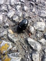 Blatta orientalis