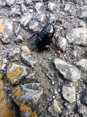 Blatta orientalis