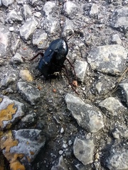Blatta orientalis