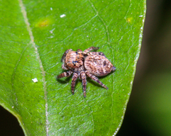 Carrhotus coronatus