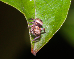 Carrhotus coronatus