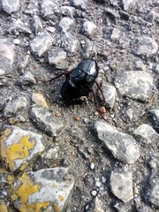 Blatta orientalis