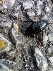 Blatta orientalis