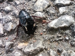 Blatta orientalis