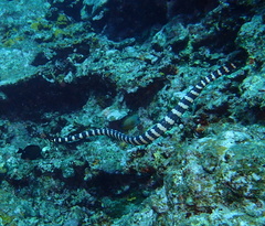 Emydocephalus ijimae