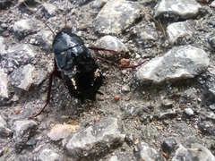 Blatta orientalis