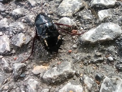 Blatta orientalis
