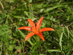 Lilium concolor partheneion