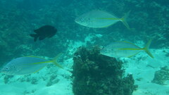 Pseudocaranx dentex