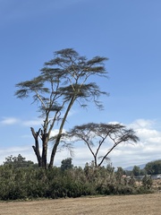 Vachellia xanthophloea