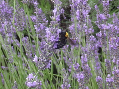 Xylocopa appendiculata circumvolans