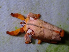 Mahanta quadrilinea