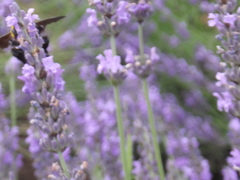 Xylocopa appendiculata circumvolans