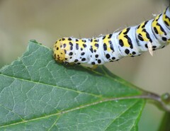 Cucullia scrophulariae