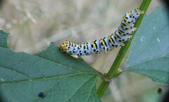 Cucullia scrophulariae