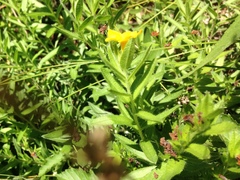 Lithospermum caroliniense