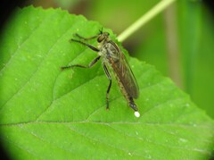Eutolmus rufibarbis