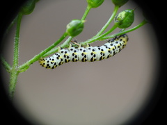 Cucullia scrophulariae