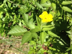 Lithospermum caroliniense