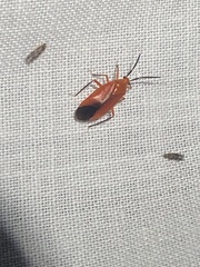 Coccobaphes frontifer