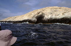 Calothrix scopulorum
