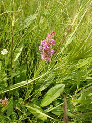 Gymnadenia borealis