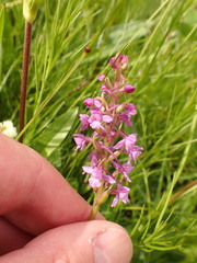 Gymnadenia borealis