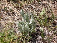 Leontopodium smithianum