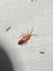 Coccobaphes frontifer