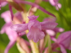 Gymnadenia borealis