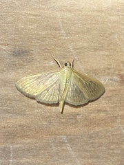 Patania silicalis