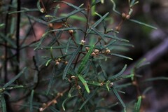 Boronia hapalophylla